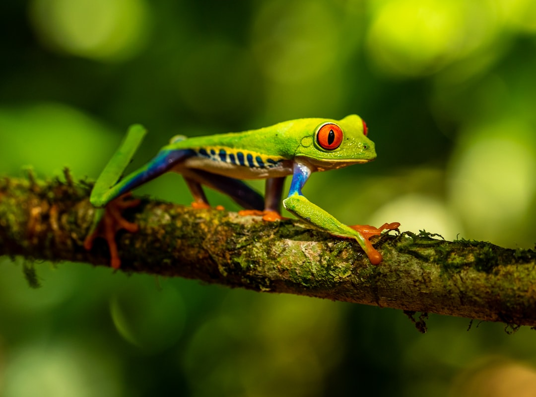 Rana verde en una rama, fauna representativa de Costa Rica